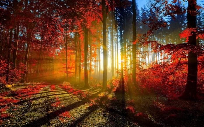 Autumn forest with sun rays