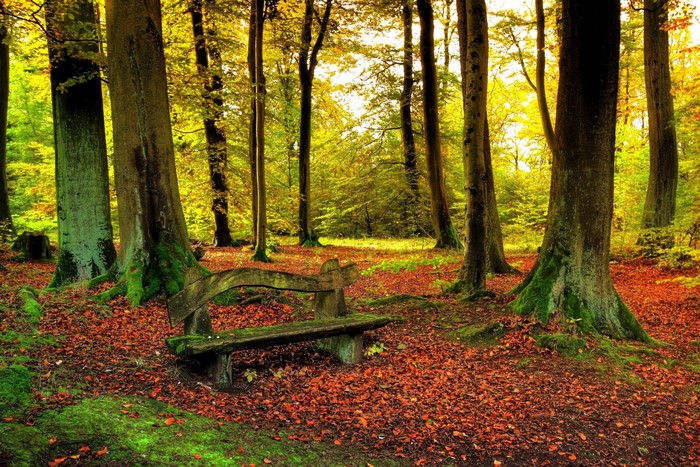 Autumn forest with a wooden bench