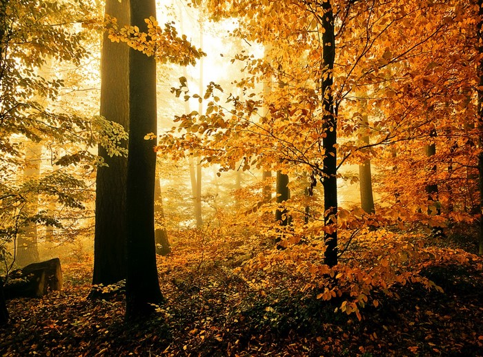 Autumn forest with golden leaves and sunlight