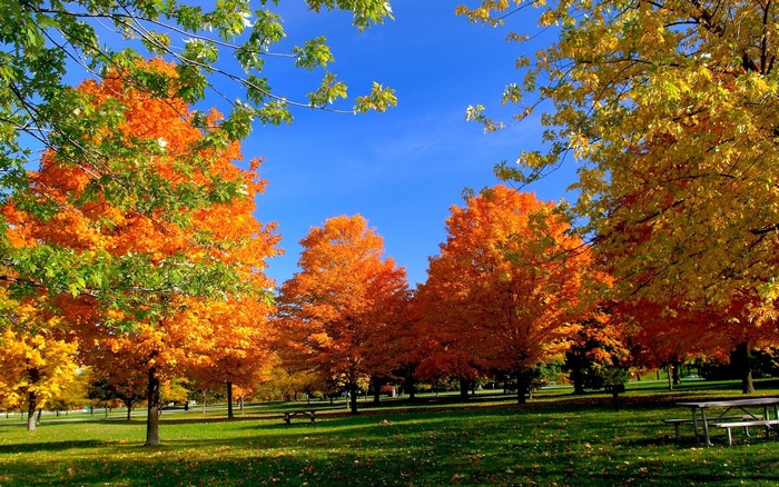 Autumn park with colorful trees and picnic tables