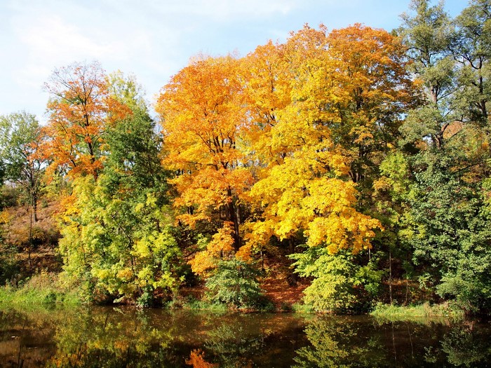 Autumn trees reflected in a river