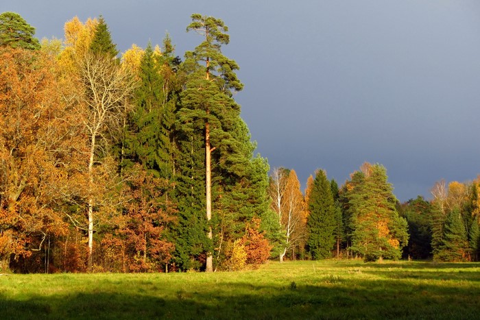 Autumn forest with sunlit meadow and dark sky