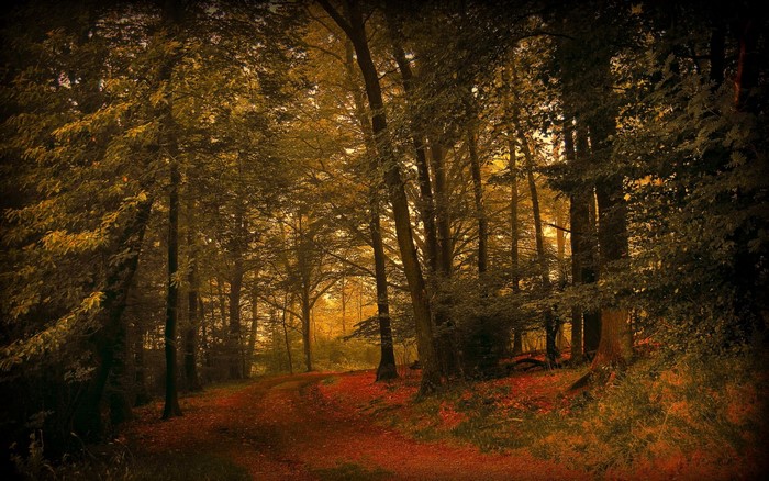 Autumn forest path with fallen leaves
