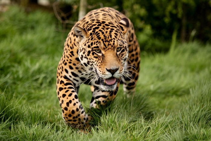 Jaguar walking through tall green grass