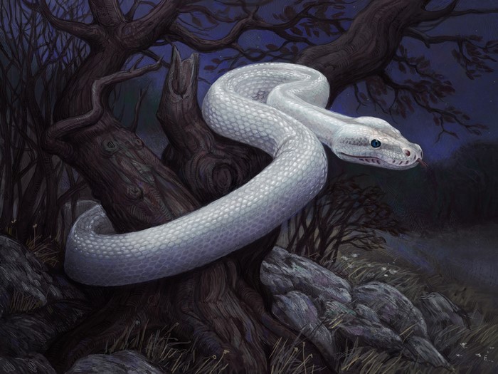 White snake coiled on a tree at night