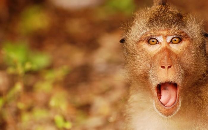 Close-up of a monkey with its mouth open