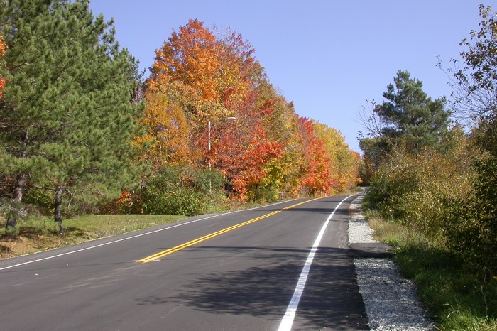 Road with autumn trees