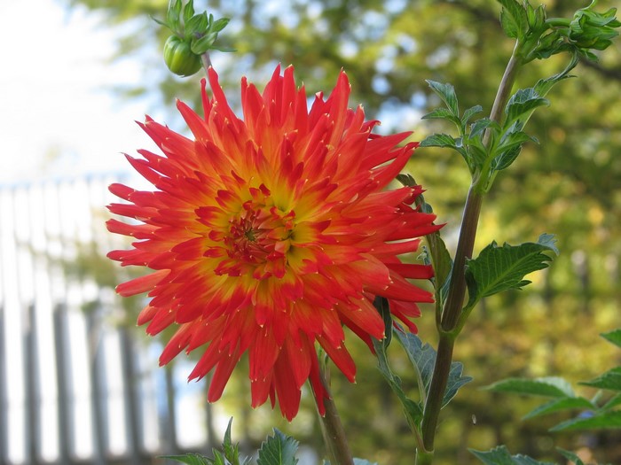 Red and yellow dahlia flower with bud