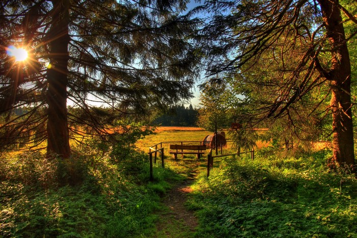 Path through forest to a field with a bench and horse