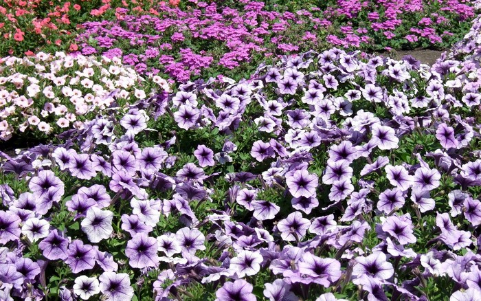Purple and pink petunias in a garden bed