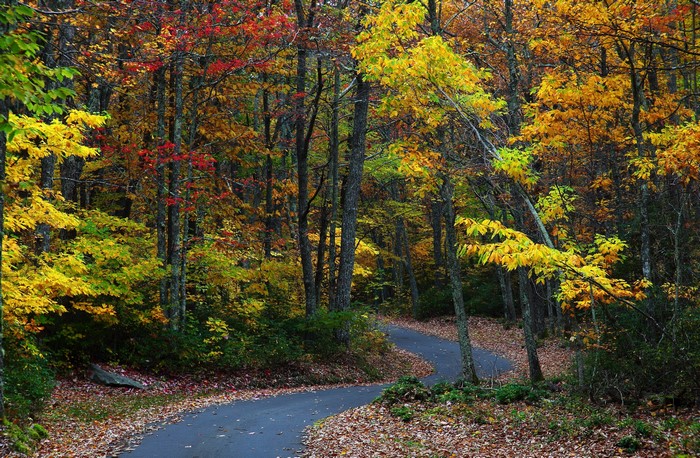 Winding road through an autumn forest