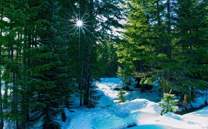Sunlight shining through snow-covered evergreen trees