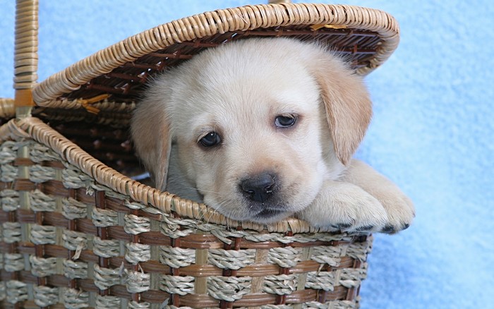 Labrador puppy in a basket
