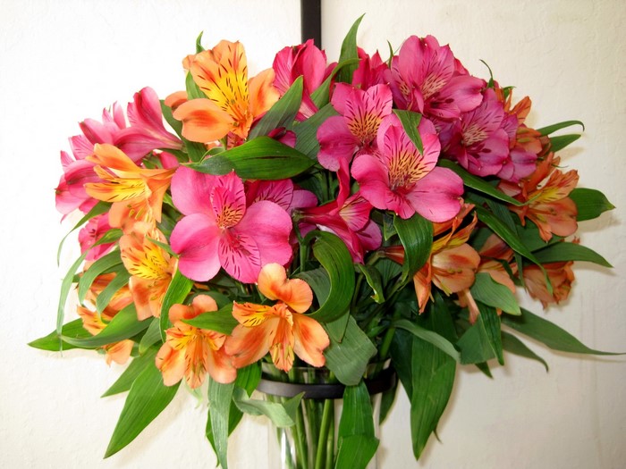 Bouquet of pink and orange alstroemeria flowers