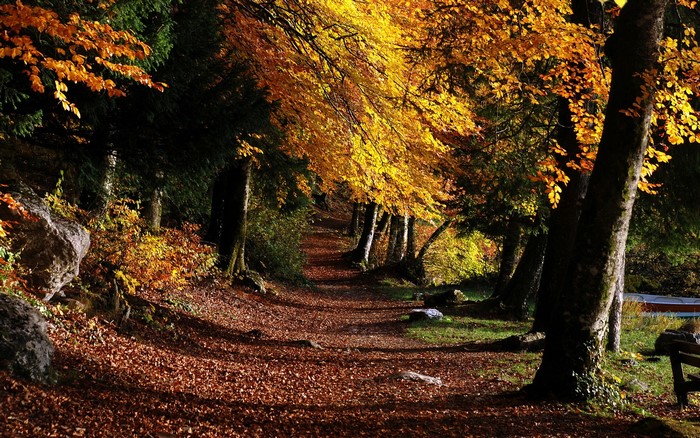 Autumn forest path with golden leaves