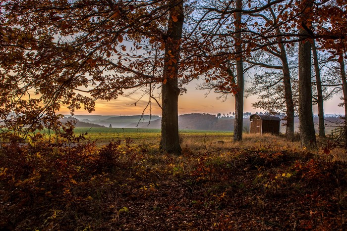 Autumn forest with a small wooden shed