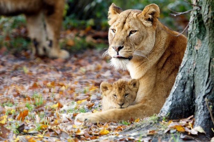 Lioness and cub resting in autumn leaves