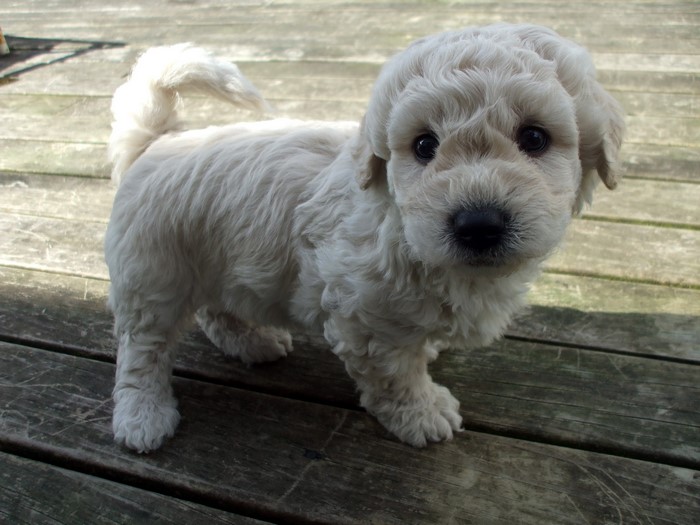 Cream-colored poodle puppy standing on wooden planks