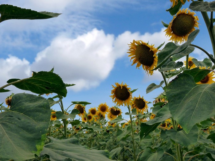 Field of Sunflowers under a Cloudy Sky