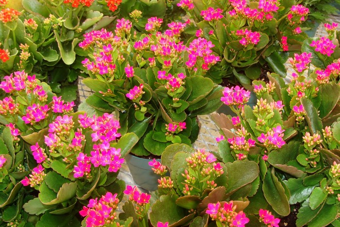 Pink and orange Kalanchoe flowers in pots