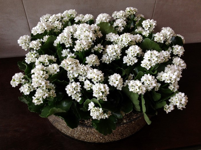 White Kalanchoe flowers in a glass bowl