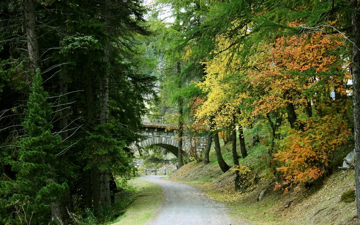 Stone bridge over a path in a forest with autumn colors