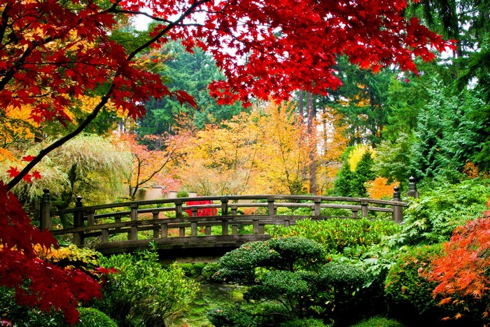 Japanese Garden Bridge in Autumn