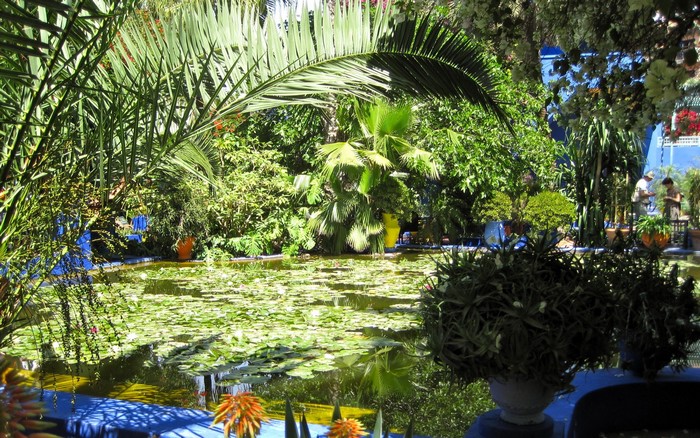 Jardin Majorelle Pond with Lily Pads and Palm Trees