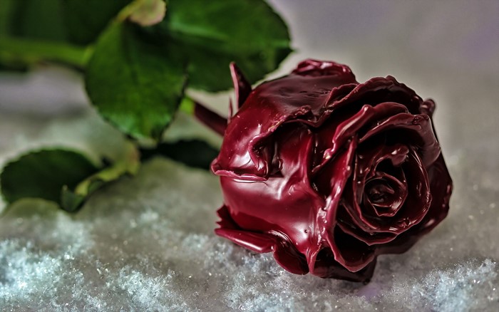 A dark red rose on snow