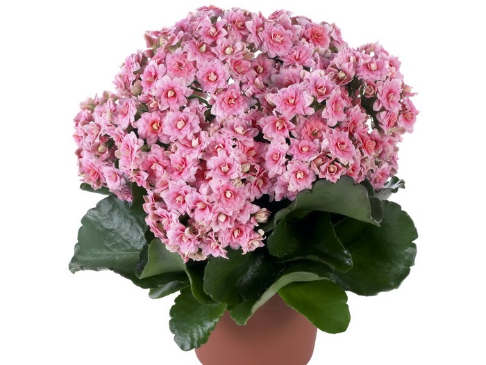 Pink Kalanchoe plant in a terracotta pot