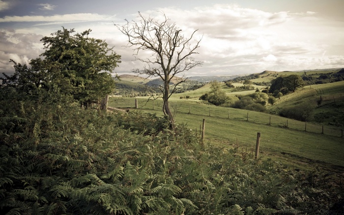 A desolate tree stands in a rolling green landscape under a cloudy sky.