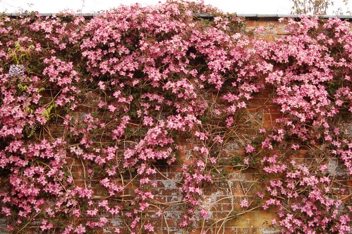 Clematis vine with pink flowers on a brick wall
