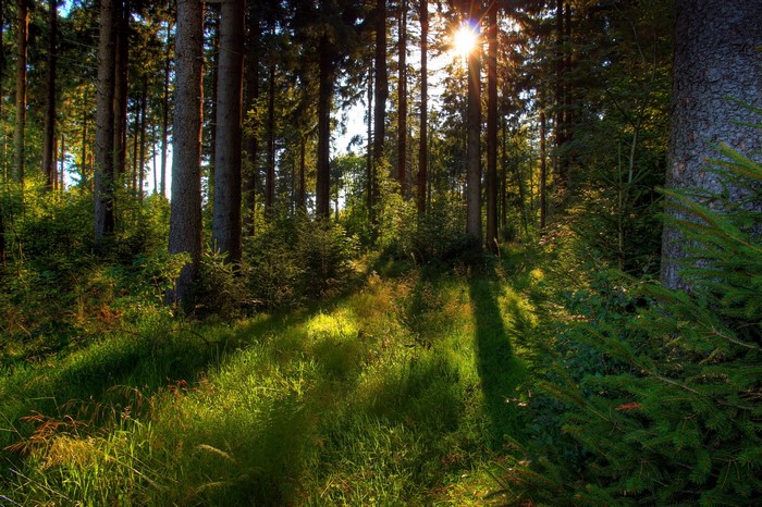 Sunlight filtering through a forest in Germany