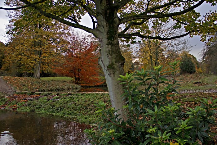 Autumn Landscape with Trees and Stream in England