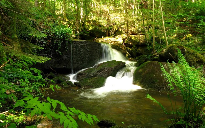 Waterfalls in a lush green forest in Austria