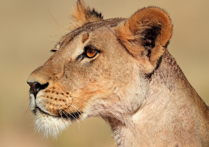 Close-up of a Lioness's Face