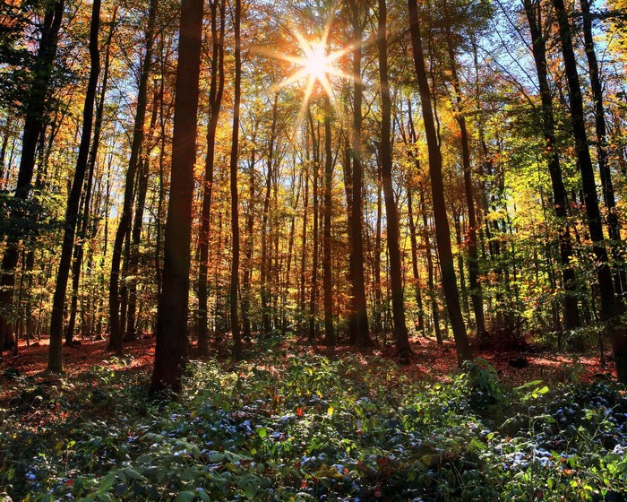 Sunlight filtering through autumn forest in Germany