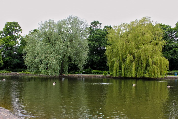 Ropner Park Stockton On Tees Lake with Trees and Ducks