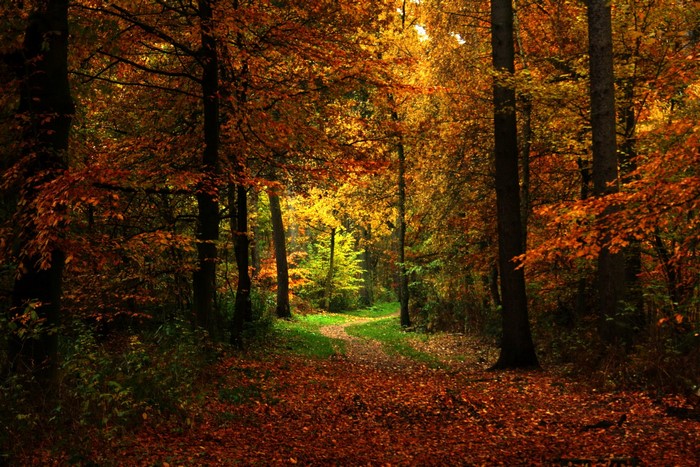 Autumn forest path with fallen leaves