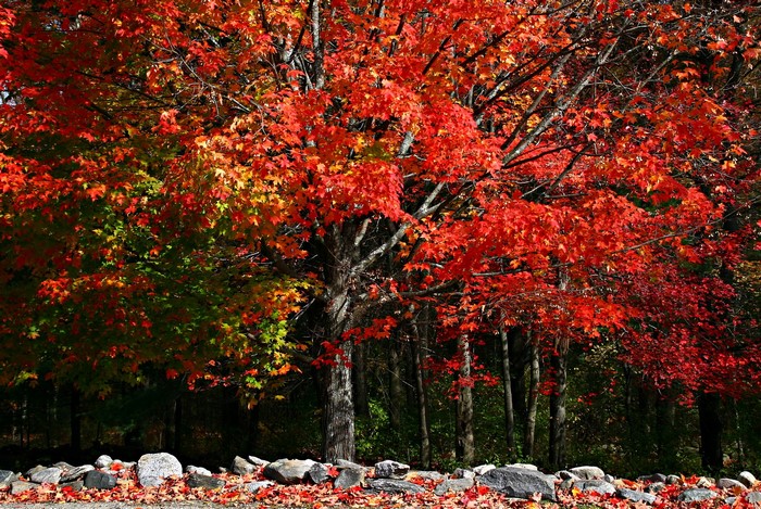 Autumn trees with red and green leaves