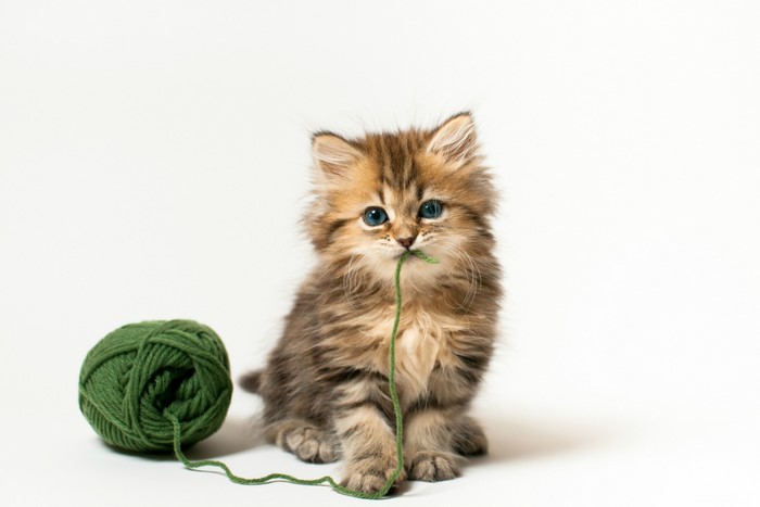 Fluffy kitten playing with green yarn