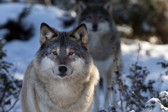 Two wolves in a snowy forest