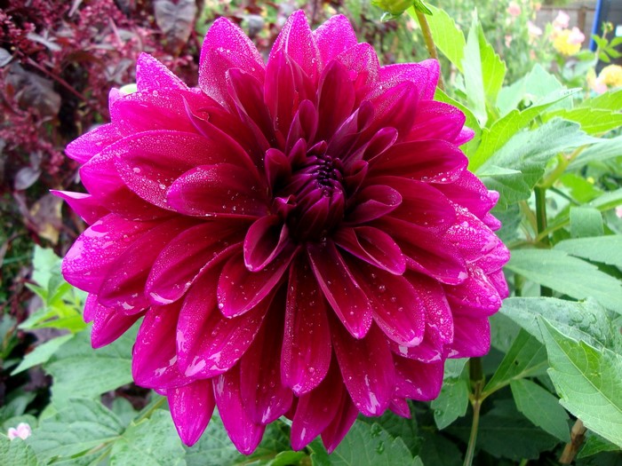 Dahlia flower with water droplets