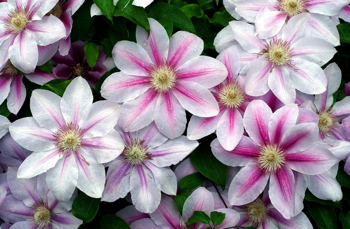 Close-up of white and pink Clematis flowers