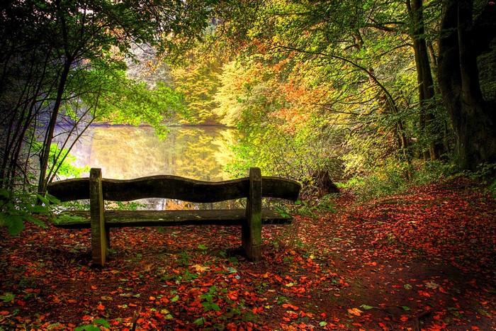 Autumn forest with a bench by a lake