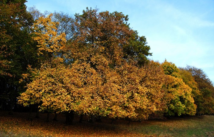 Autumn trees with yellow and brown leaves