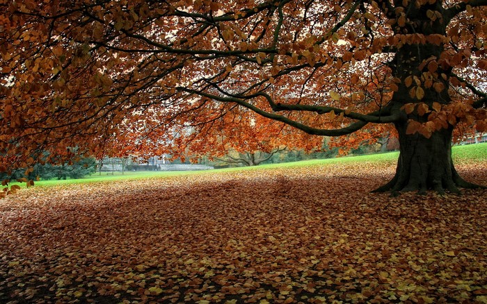 Autumn leaves cover the ground under a large tree