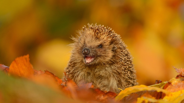 Hedgehog in autumn leaves
