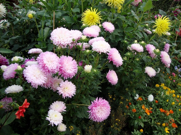Pink and yellow asters in a garden