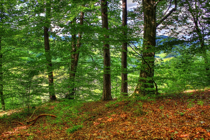 Forest with green trees and fallen leaves
